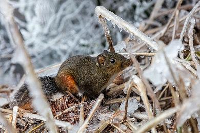 Switch 2日本国内专用版最便宜 引海外玩家羡慕嫉妒恨